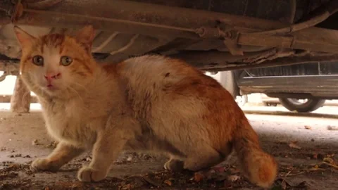Scared stray cat with an amputated leg, hiding under a car. Poor cat. Stock Footage 283837036