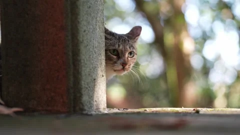 A scared street cat peeks its head out and observes (4K Resolution) Stock Footage 341343149