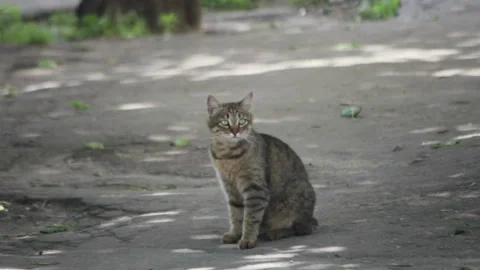 Scared striped cat watching on car at industrial street Stock Footage 111387877
