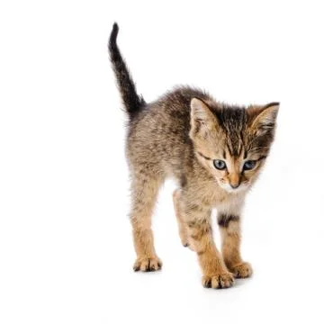 Scared striped kitten Фото