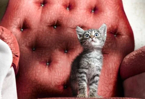 Scared tabby kitten sitting on a red chair Stock Photos