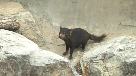 Scared tasmanian devil Stock Footage 36033827