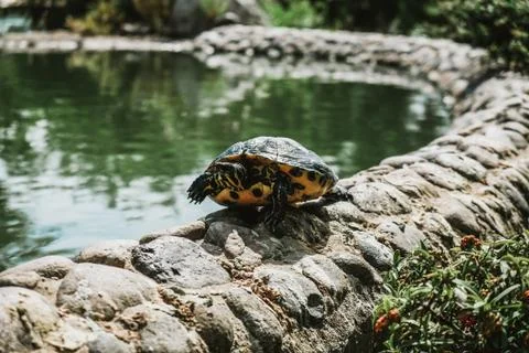 Scared turtle looking out of the shell after hiding. Frightened animal Stock Photos