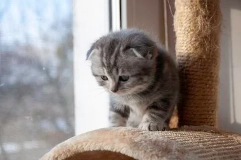 Scared, uncertain kitten takes the first steps Photos