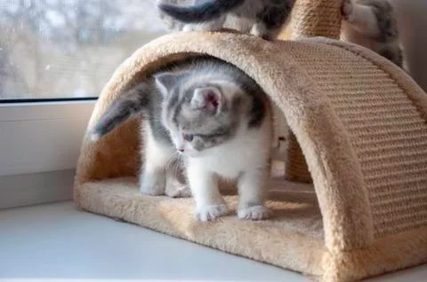 Scared, uncertain kitten takes the first steps Foto stock