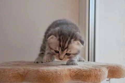 Scared, uncertain kitten takes the first steps Stock Photos