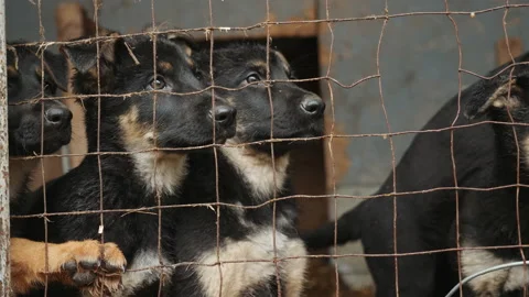 Scared wet puppies looking through the rusty mesh of the aviary in the kennel Stock Footage 165811913