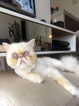 Scared White Persian Cat Stock Photos