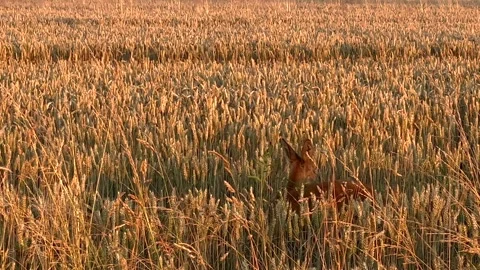 Scared young deer fawn between golden wheat field at sunset. Close up slow Stock Footage 289622626