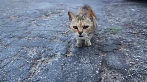 Scaredy cat Stock Footage 32156506