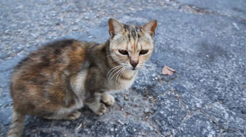 Scaredy cat Stock Footage 32156573