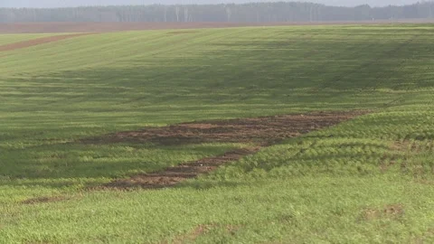 Scarf in a field of winter wheat. Young wheat crop in a field Video stock 119924368