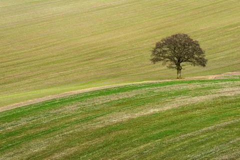Scarified Stock Photos