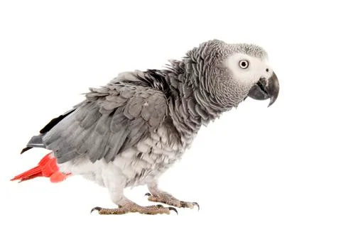 Scaring african grey parrot Stock Photos