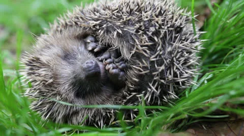 Scaring curled hedgehog Stock Footage 26626513