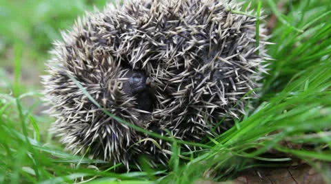 Scaring curled hedgehog Video stock 26628177