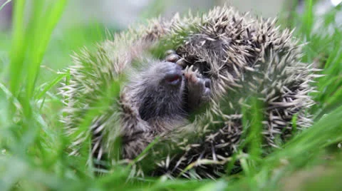 Scaring curled hedgehog Stock Footage 26630434