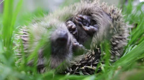 Scaring curled hedgehog Stock-Footage 26634941