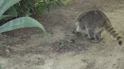 Scaring raccoon Stock Footage 10810063