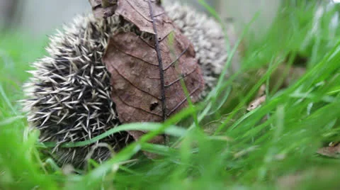 Scaring walking hedgehog Stock Footage 26626359