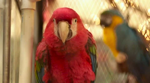 Scarlet and Blue Macaws in Cage Stock Footage 53081537