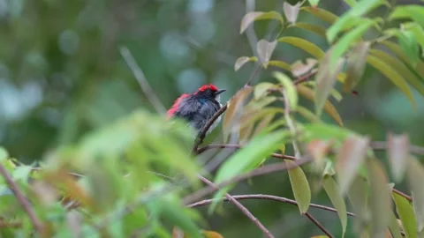 Scarlet Backed Flowerpecker Stock Footage 198641741