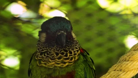 A Scarlet bally parrot Stock Footage 272802336
