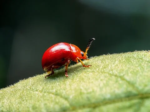 Scarlet  beetle, red beetle eats, damages  macro photography on a summer sunn Stock-Fotos