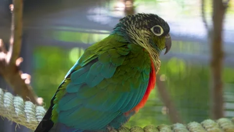 A scarlet belly parrot Stock-Footage 278009506