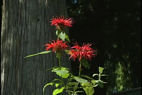 Scarlet Bergamott 库存影片 11751189