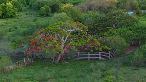 Scarlet Bloom Farm Orbit Stockbeeldmateriaal 345213971