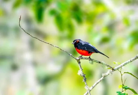 Scarlet Breasted Tanager Stock Photos