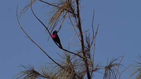 Scarlet-chested sunbird perched in pine tree before flying away, slow motion Stock Footage 208940271