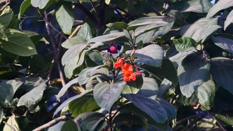 Scarlet-chested sunbird perched in tree checking flowers Video stock 208940282