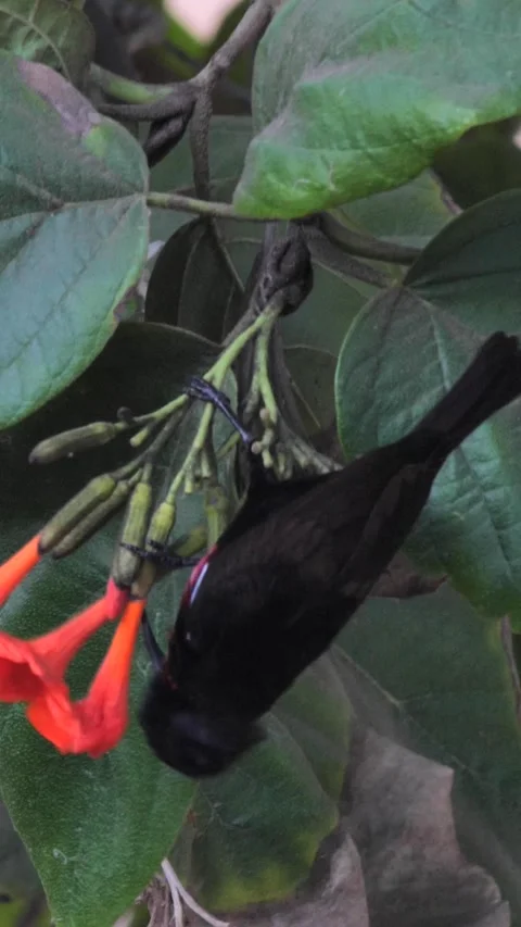 Scarlet-chested sunbird perched in tree checking flowers Video stock 230688280