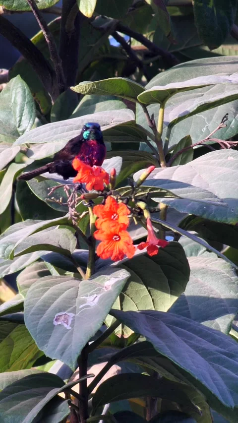 Scarlet-chested sunbird perched in tree checking flowers Stock Footage 230688994