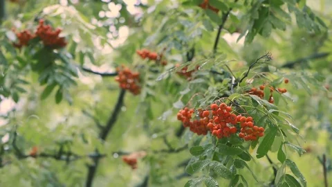 Scarlet clusters of a ripe mountain ash on branches in the rain Stock Footage 78494049