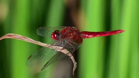 Scarlet darter (Crocothemis erythraea) perched on a dry leaf in slow motion Stock Footage 346257384