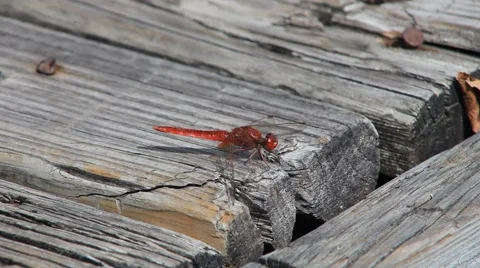 Scarlet dragonfly 2.mp4 Stock Footage 43897781