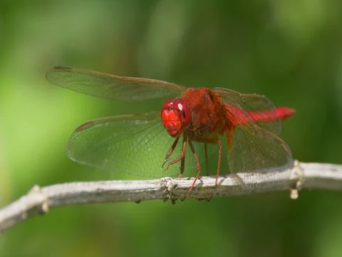 Scarlet dragonfly (Crocothemis erythraea) 動画素材 80846657