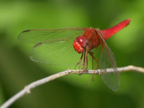 Scarlet dragonfly (Crocothemis erythraea) Video stock 80886980