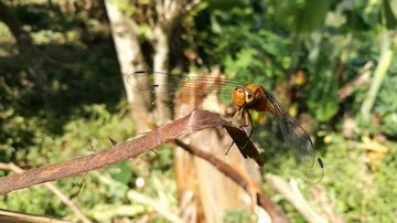 Scarlet dragonfly Stock Footage 85655830
