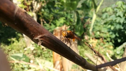 Scarlet dragonfly Stock Footage 85655905