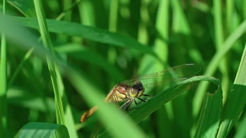 Scarlet dragonfly Stock Footage 318295285