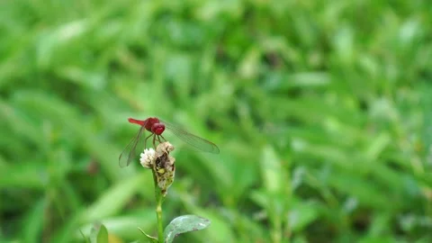 Scarlet dragonfly on the grass Stock Footage 273460249