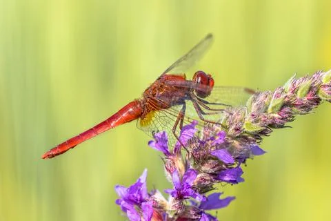 Scarlet dragonfly Stock Photos