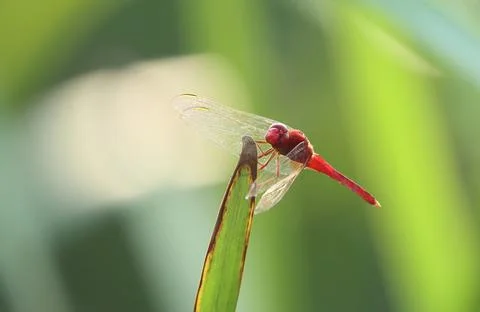 Scarlet dragonfly Stock Photos