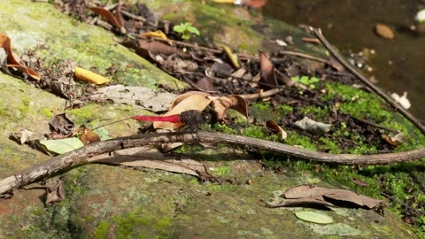 Scarlet Dragonfly Resting on Forest Floor in Tropical Rainforest 스톡 동영상 336521911