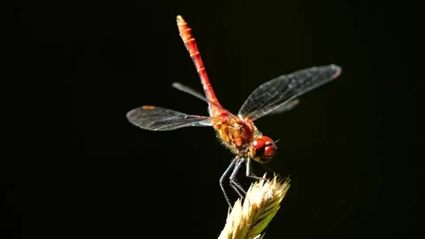 Scarlet Dragonfly Super Macro Close-Up – 4K Stock-Footage 320170569