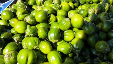 Scarlet Eggplant Stock Video Footage, Royalty Free Scarlet Eggplant Videos